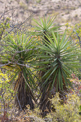 Yucca capensis