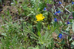 Ranunculus oxyspermus
