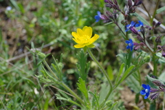 Ranunculus oxyspermus