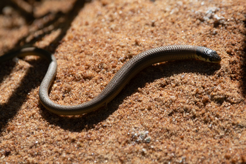 Gulfs Delma, Delma molleri