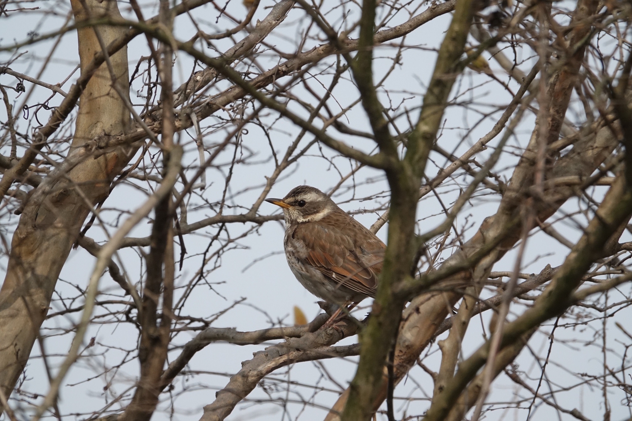 Dusky Thrush