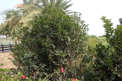 Diospyros maritima