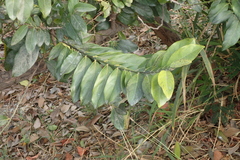 Diospyros maritima