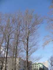 Populus × berolinensis