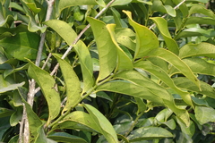 Diospyros maritima