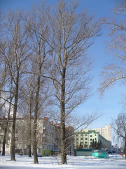 Populus × berolinensis