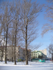 Populus × berolinensis