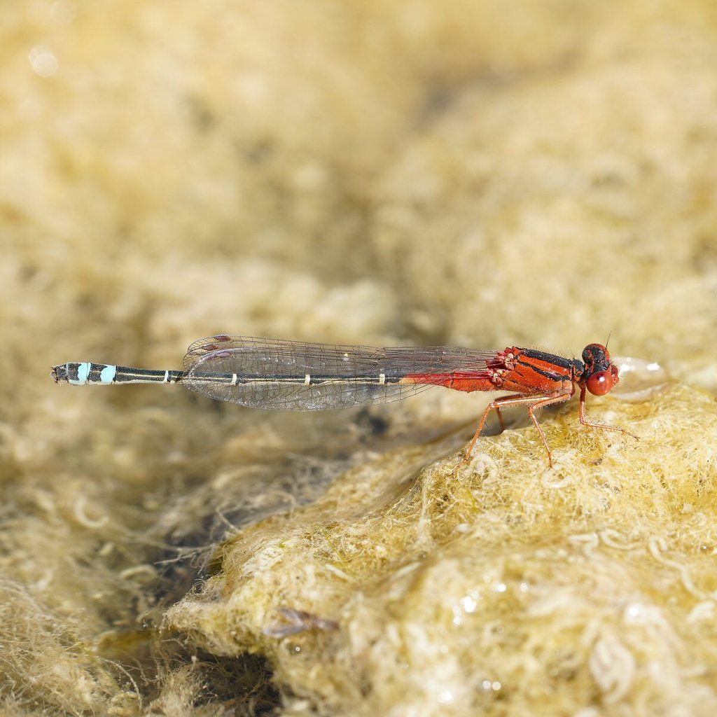Damsel Insect Red and Blue Damsel (Insects of Morn Pen) ยท iNaturalist