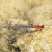 Red and Blue Damsel - Photo (c) Reiner Richter, some rights reserved (CC BY-NC-SA)