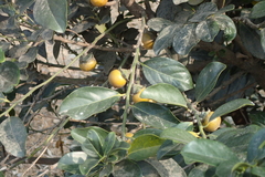 Diospyros maritima