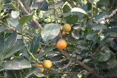 Diospyros maritima