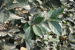 Diospyros maritima