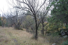 Pistacia atlantica mutica