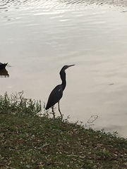 Egretta tricolor image