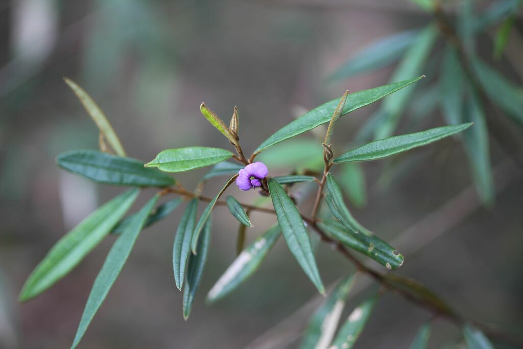 Purple Bush Pea From Sunshine Coast Qld Australia On September