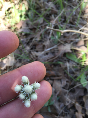 Antennaria parlinii fallax