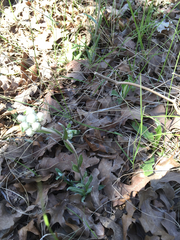 Antennaria parlinii fallax
