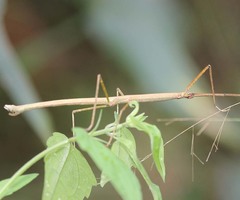 Lopaphus perakensis