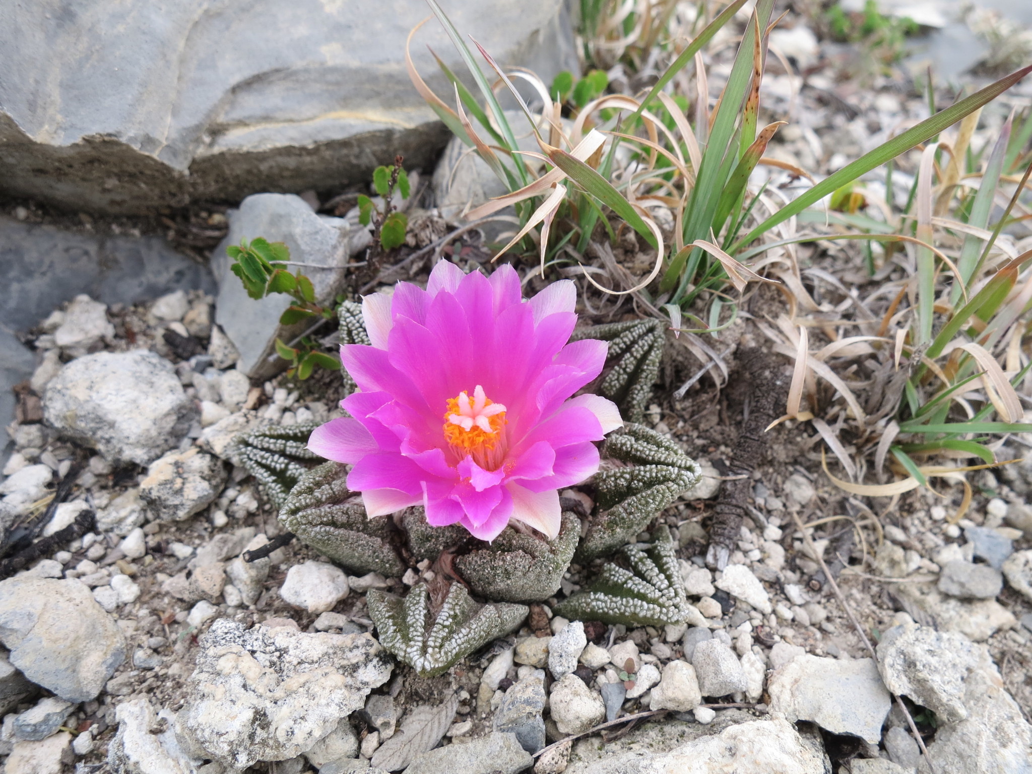 Ariocarpus bravoanus ssp. hintonii