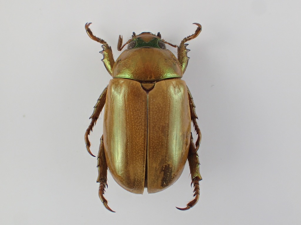 Pelidnota guatemalensis