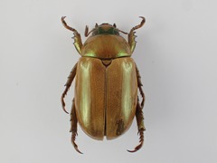 Pelidnota guatemalensis