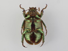 Pelidnota guatemalensis