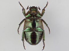 Pelidnota punctulata