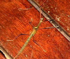 Marmessoidea vinosa