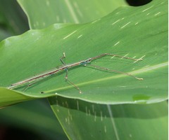 Paranecroscia marginata