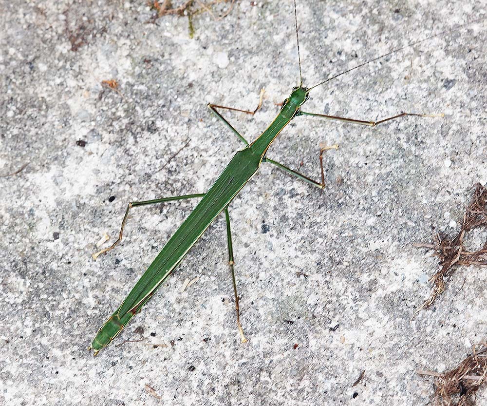 Paranecroscia
