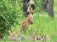 Osphranter antilopinus