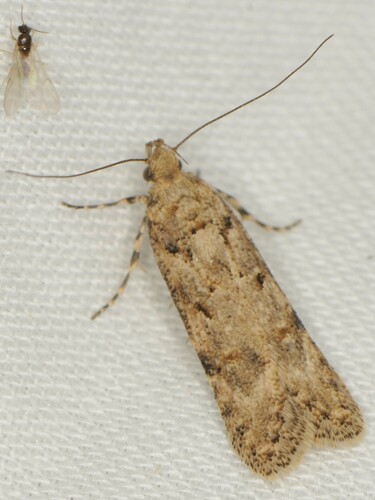 Prolita barnesiella