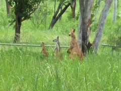 Osphranter antilopinus