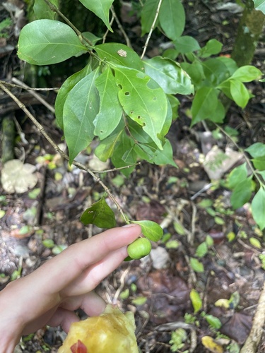 Cyclophyllum barbatum observed 2023-09-26