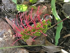 Grevillea goodii