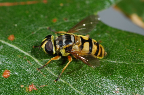Yellow-haired Sun Fly, photo 10 of 10