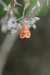 Miltochrista arcuata