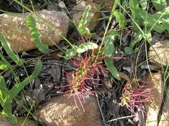Grevillea goodii