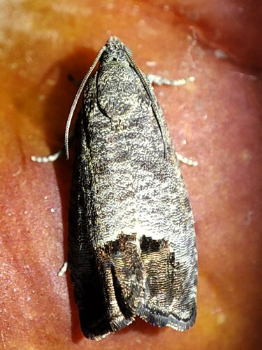 Codling Moth