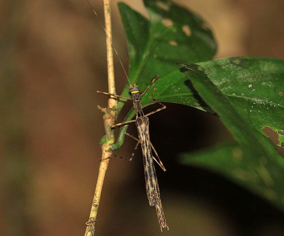 Trachythorax gohi