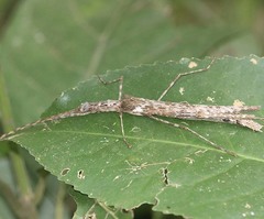 Trachythorax maculicollis