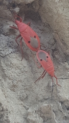 Probergrothius nigricornis