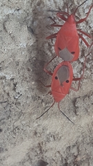 Probergrothius nigricornis