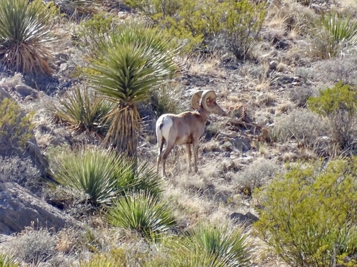 Desert Bighorn Sheep photographed in New Mexico
