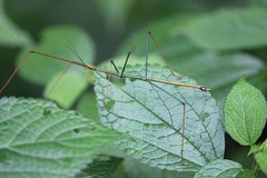Baculomia siamensis