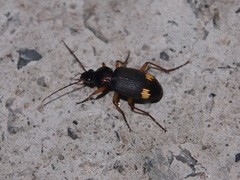 Chlaenius bioculatus