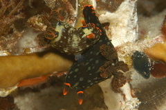 Nembrotha