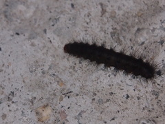 Creatonotos transiens vacillans