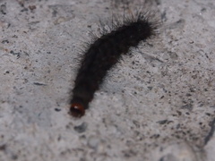 Creatonotos transiens vacillans