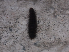 Creatonotos transiens vacillans